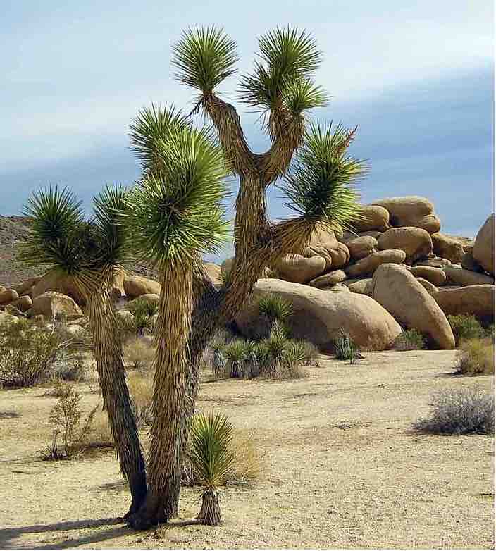 Joshua Tree National Park