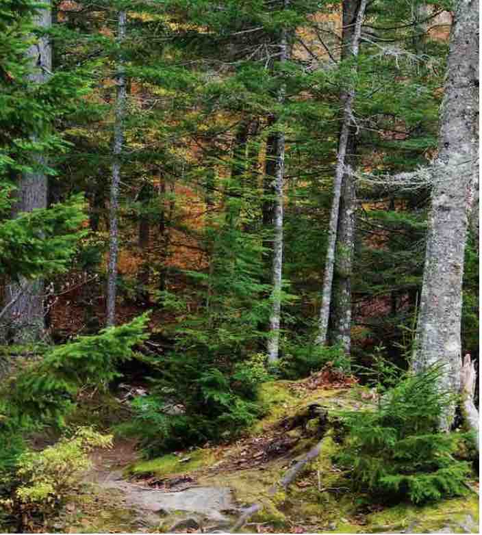 White Mountain National Forest in New Hampshire